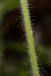 Eastern fringed catchfly